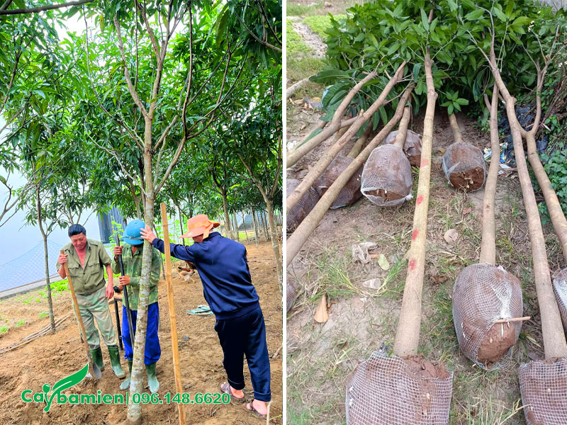 Công nhân đang bứng bầu cây xoài số lượng lớn