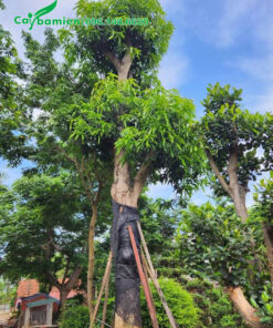 Dâm ủ cây xoài cổ thụ trong bầu nổi có chống cọc chắc chắn