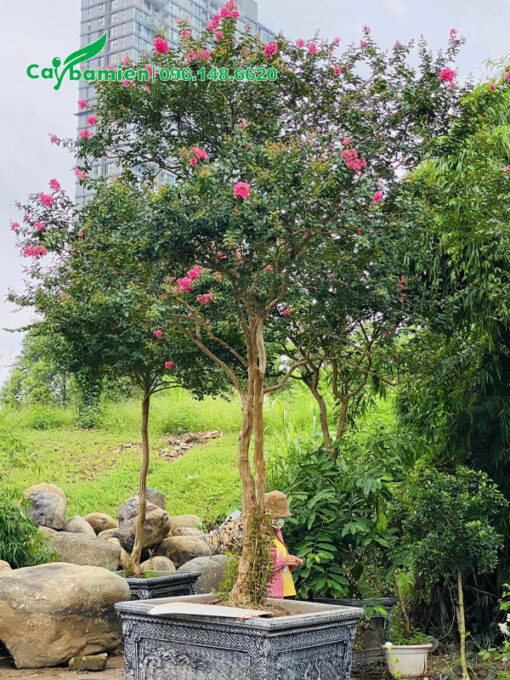Chậu cây hoa Tường Vi màu hồng chiều cao 2m