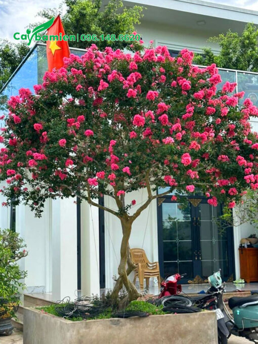 Cây Tường Vi hồng trồng trước nhà