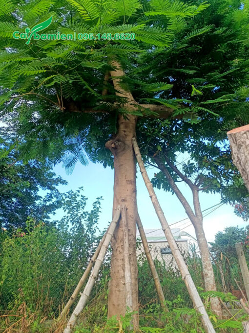 Cây Phượng Vĩ cổ thụ đã dâm ủ kỹ trong bầu nổi