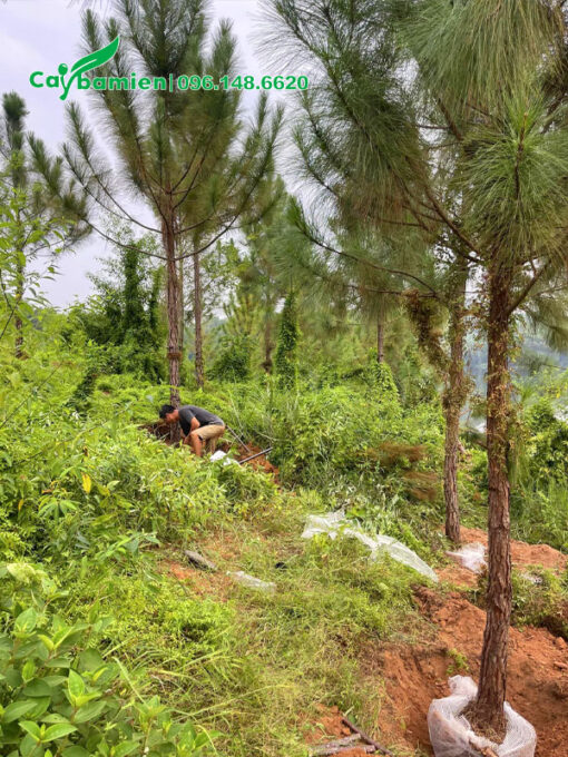 Đào đất, đánh bầu cây thông 5m