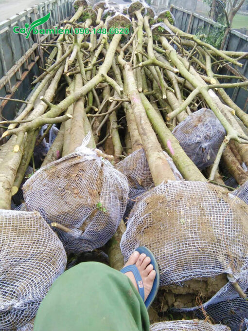 Bầu cây phượng đỏ được bọc bằng lưới tự tiêu thuận lợi vào việc trồng