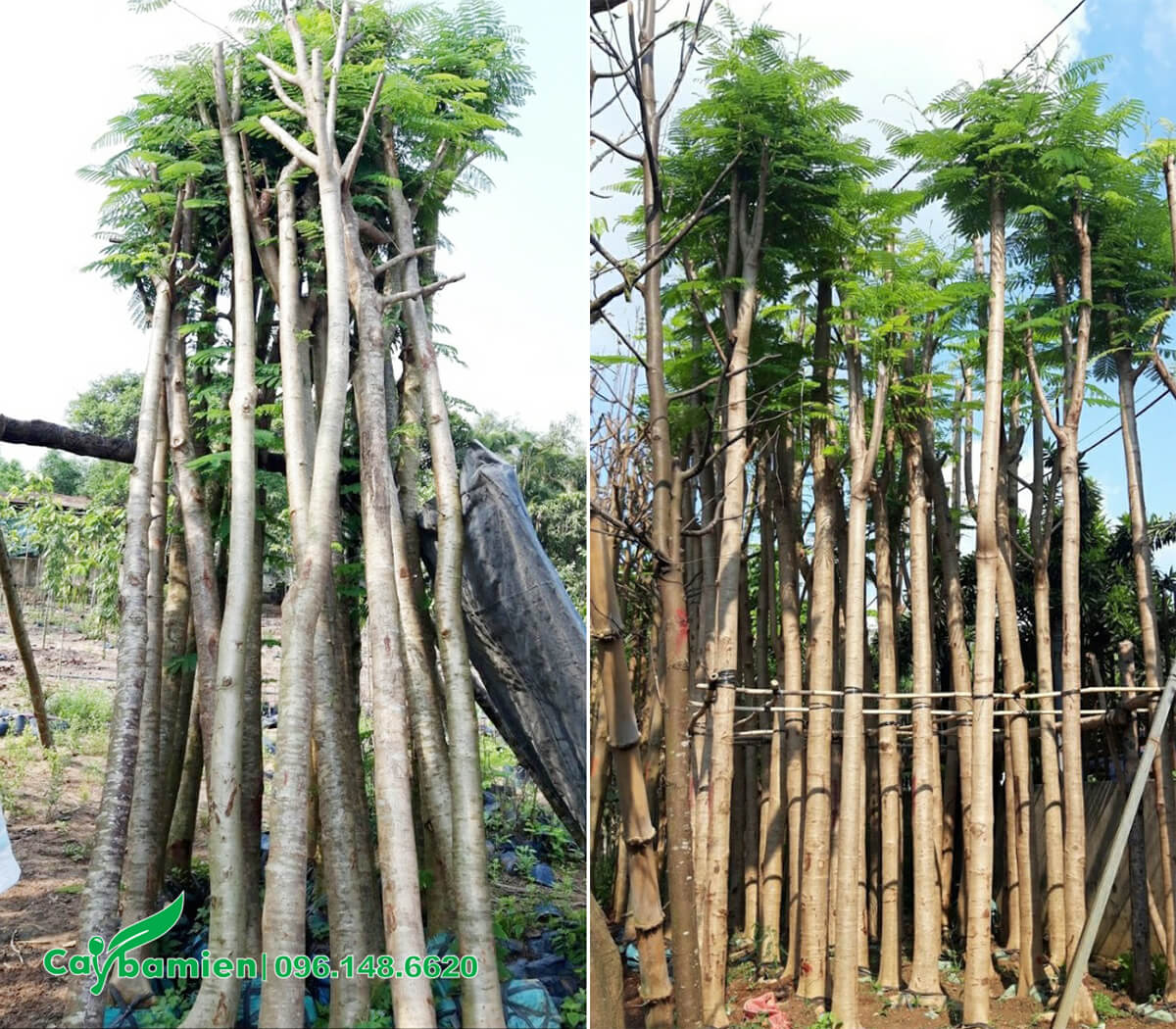 Bán số lượng lớn cây phượng vĩ trưởng thành cao 5m