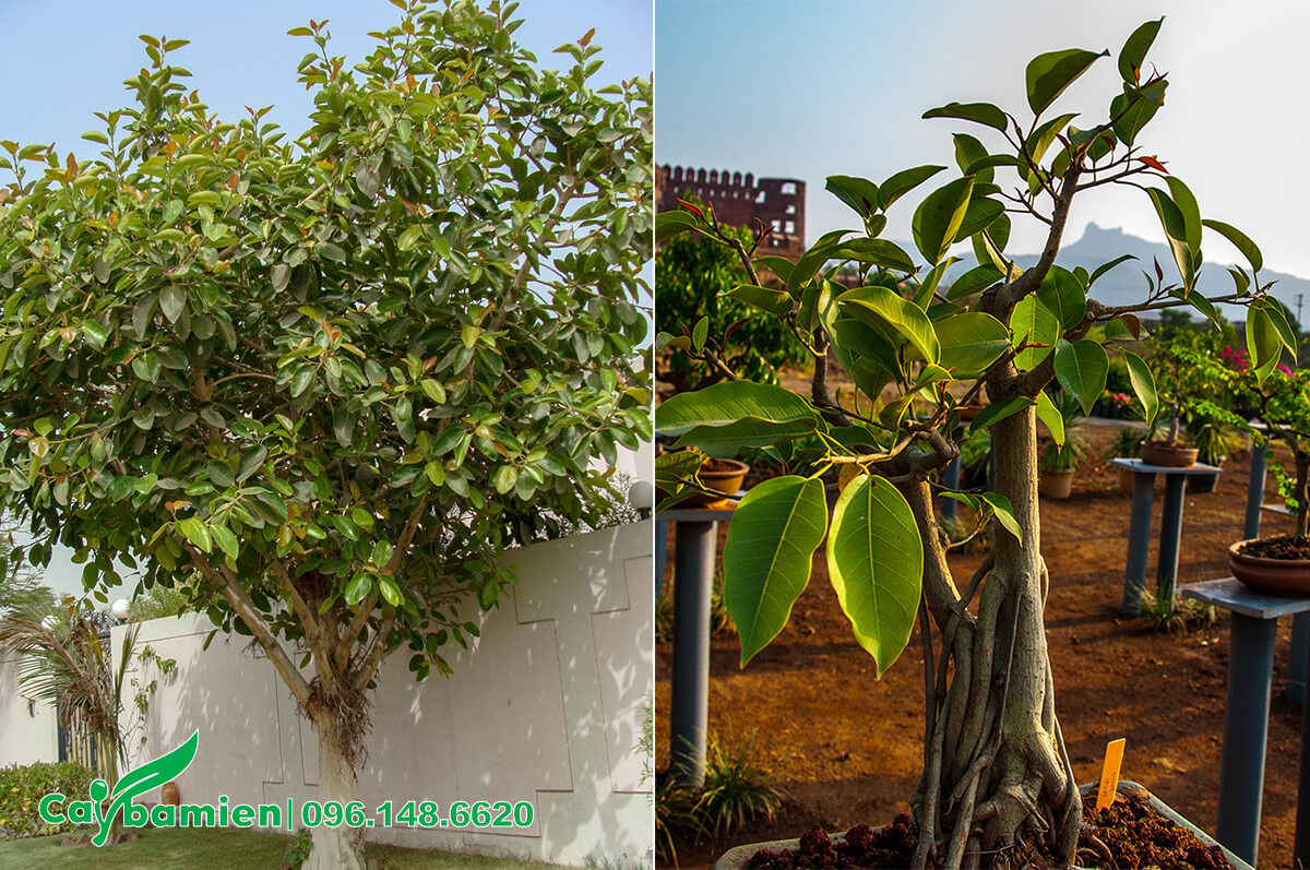 Cây Đa công trình lấy bóng mát và cây trồng chậu tạo dáng bonsai