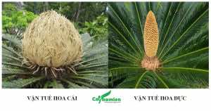 Hình dáng phân biệt hoa Vạn Tuế đực vá cái