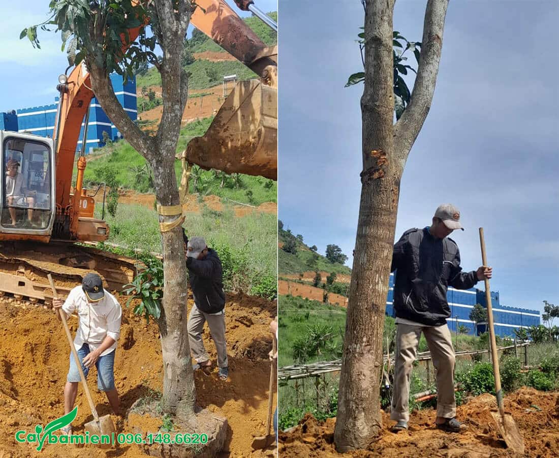 Công nhân đang tiến hành trồng cây Xoài