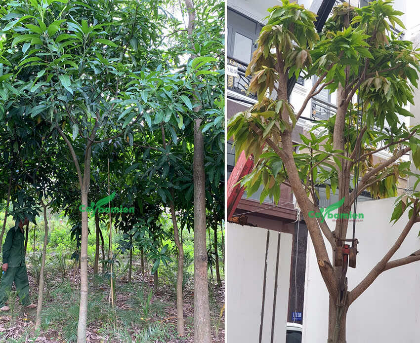 Cây mango cao lớn được trồng trong sân vườn biệt thự