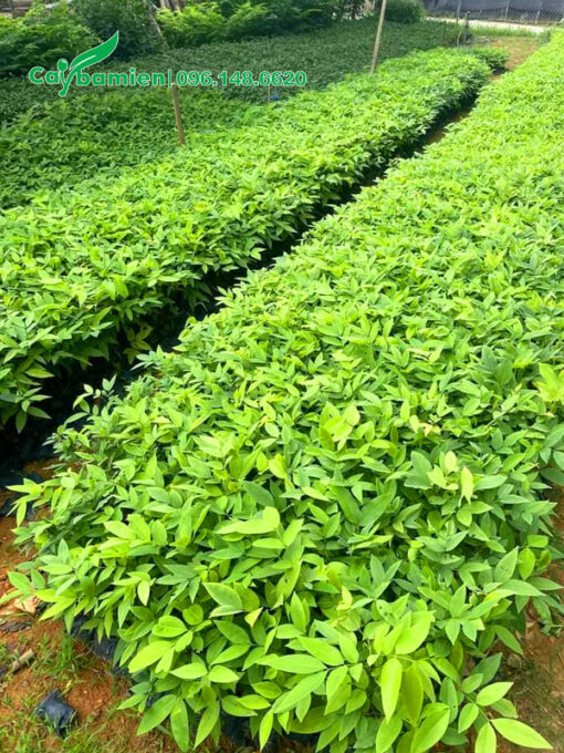 Những luống cây giống muồng hoàng yến ươm hạt