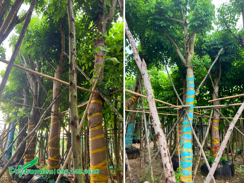 Vườn dưỡng ủ cây Muồng Hoàng Yến công trình đường kính gốc 20cm