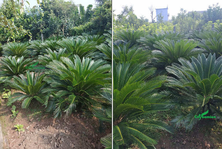 Cây cảnh tượng trưng cho sự trường thọ, mang đến may mắn, phúc lộc