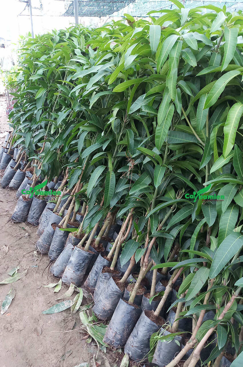 Cây xoài giống ươm hạt nguyên bầu