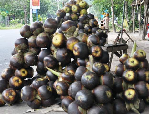 Quả cây dừa thốt nốt to, đường kính từ 15 - 20cm