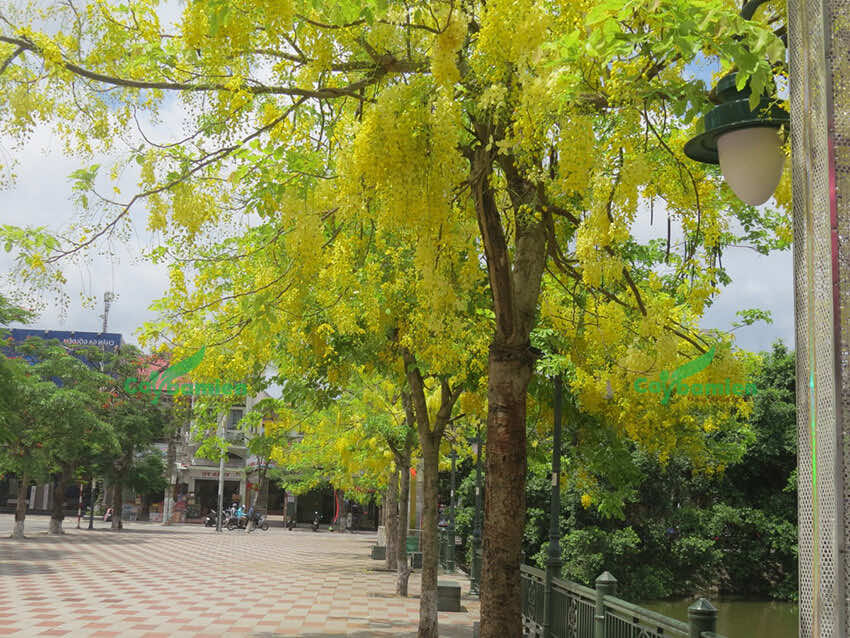 Những hàng cây Muồng Hoàng yến trong công viên