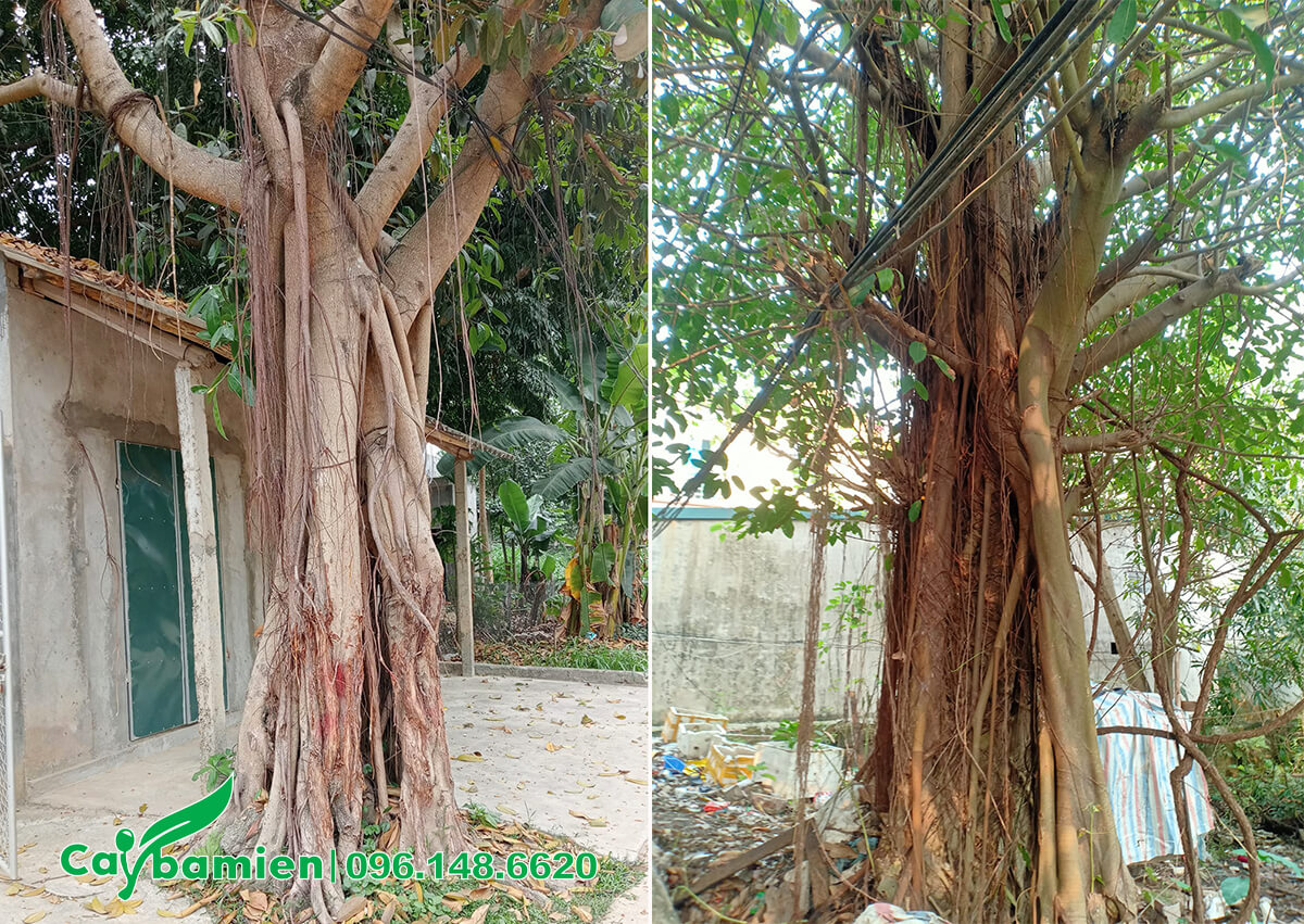 Những gốc cây Đa công trình đường kính 40 - 50cm