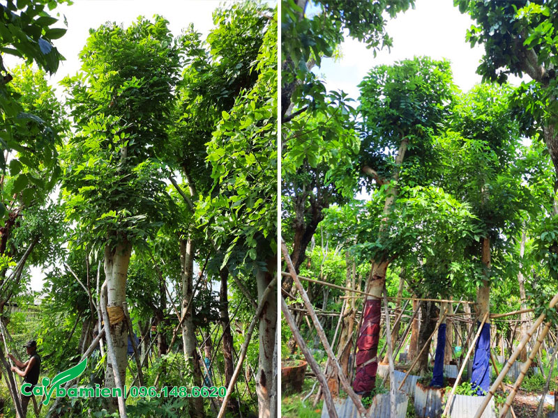 Những cây Muồng Hoàng Yến cổ thụ đường kính gốc từ 30cm đã dâm ủ nhiều năm