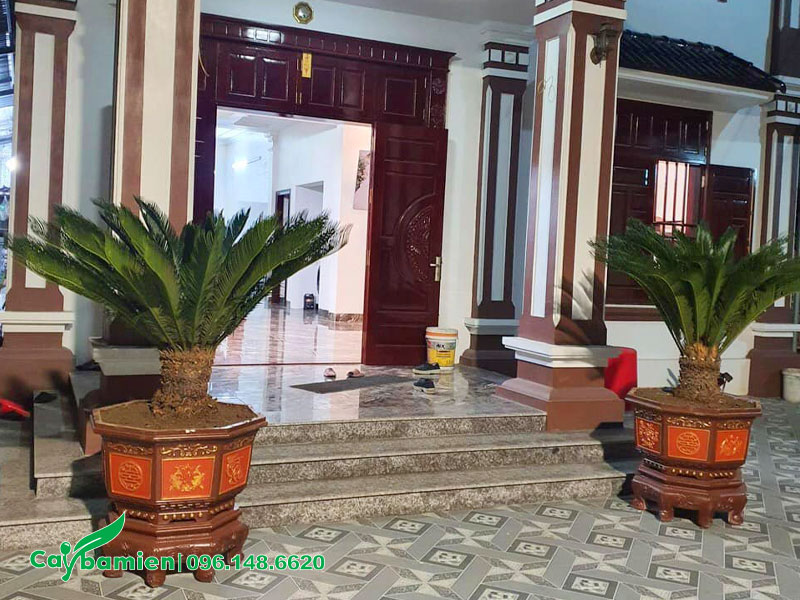 Chậu cây Vạn Tuế lộ thân 30cm