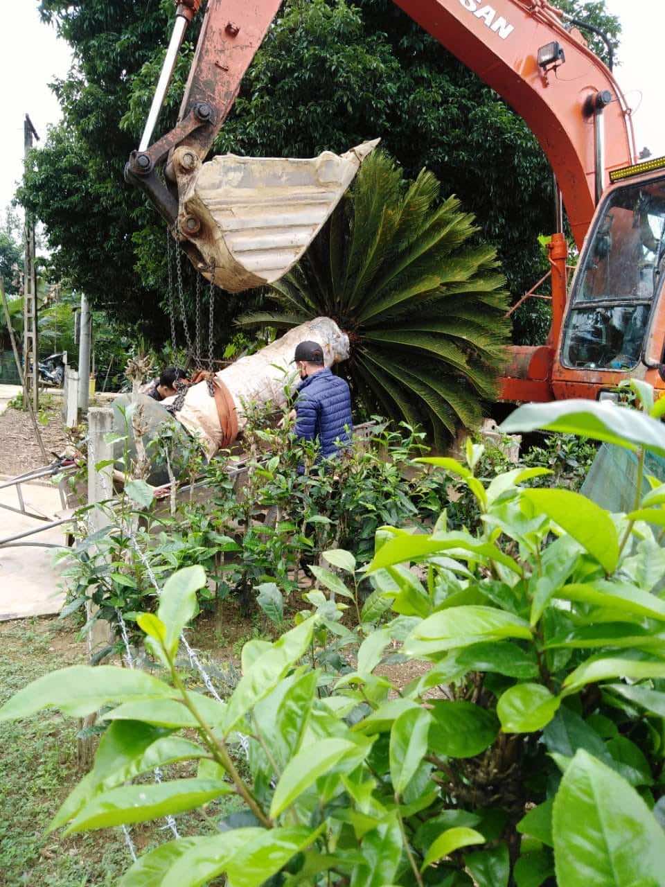 Chăm sóc cây vạn tuế