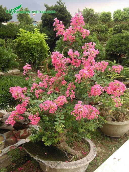 Chậu Tường Vi bonsai có hoa màu hồng