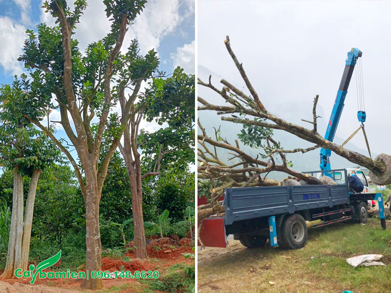 Những cây Bưởi lâu năm vanh 70 - 80 đã dâm ủ kỹ