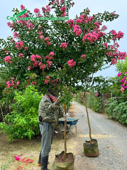 Sắp xếp cây Tường Vi cao hơn 2m lên xe