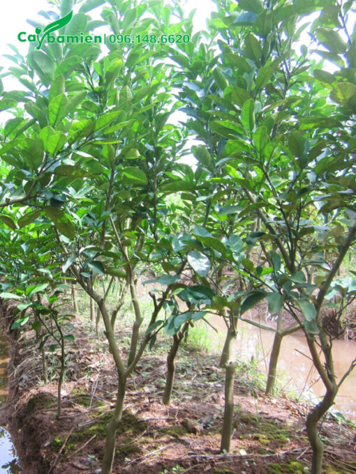 Vườn trồng cây giống bưởi diễn, chiều cao khoảng 2m