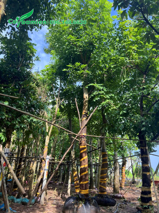 Cây dâm ủ vanh 50, cành lá tươi tốt