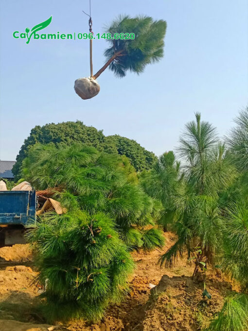 Cần cẩu đang nâng cây lên thùng xe