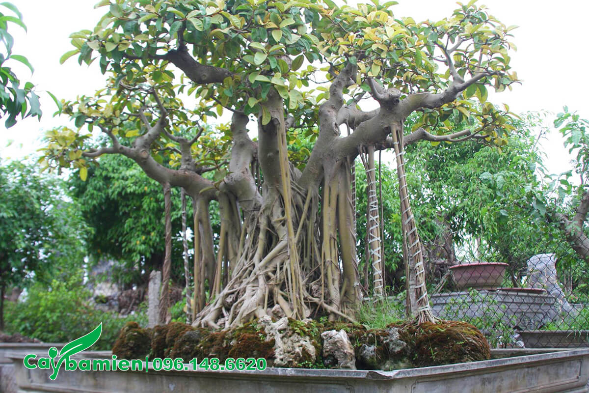 Đa bonsai trồng tiểu cảnh trang trí sân vườn biệt thự