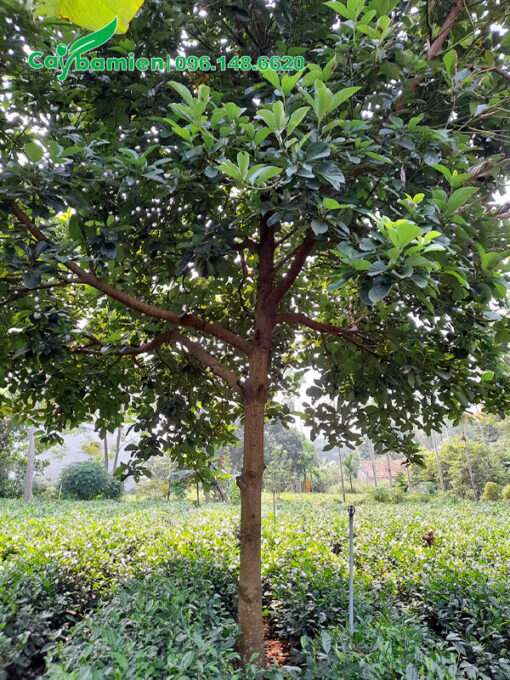 Trồng xen cạnh cây bơ trên đồi chè