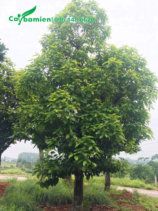 Gốc Bơ trồng lâu năm, tán lớn, thân cao gần 4m