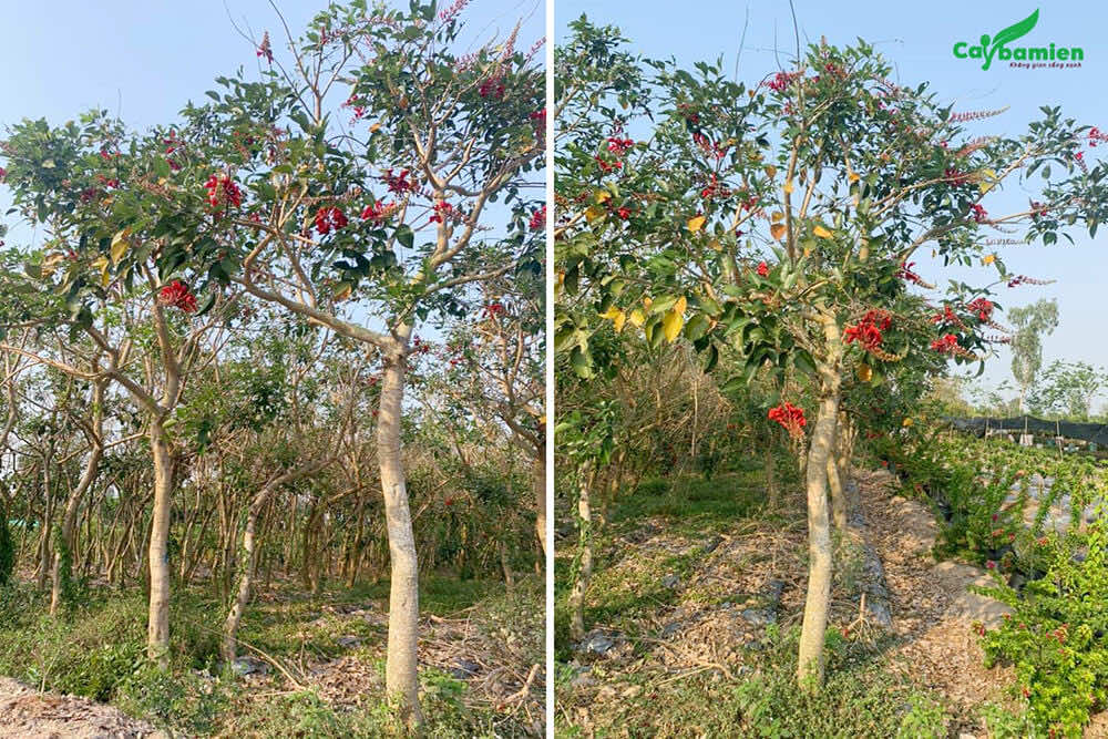 Cây osaka hoa đỏ có tới hàng nghìn gốc tại vườm ươm Cây Ba Miền