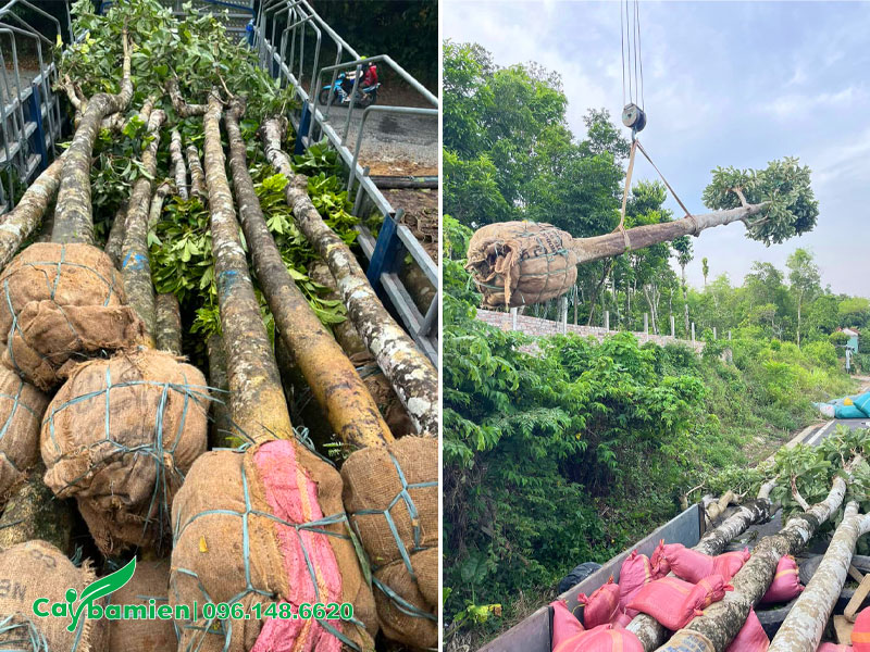 Cẩu và xếp số lượng lớn cây Sang công trình cao 6m, đường kính gốc 20 - 25cm