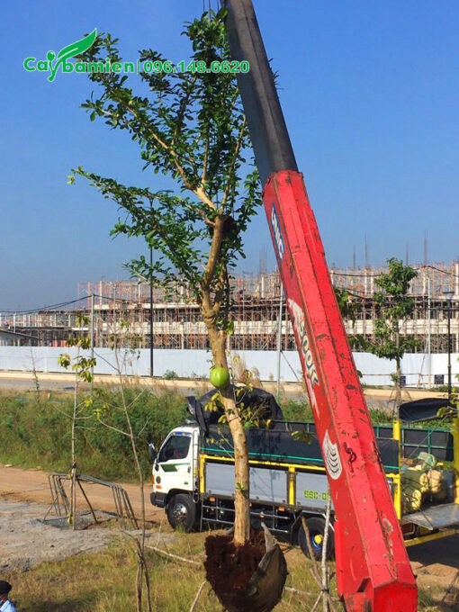 Cần cẩu đang di chuyển cây đào tiên có đường kính gốc 10cm vào hố trồng