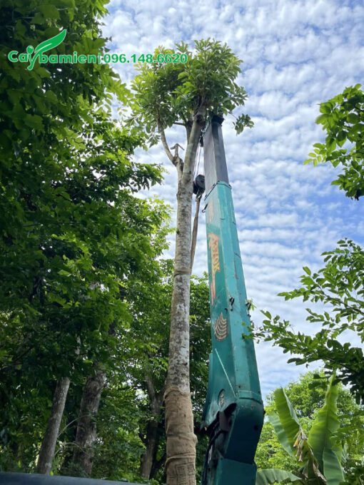Nhấc cay Sang vanh 70 - 80cm lên thùng xe kéo