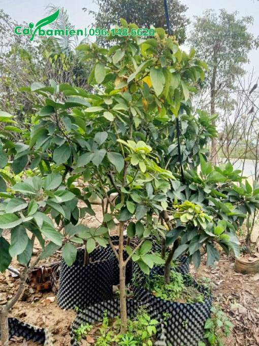 Trồng Bơ 2 năm tuổi trước nhà, đang bắt đầu ra hoa
