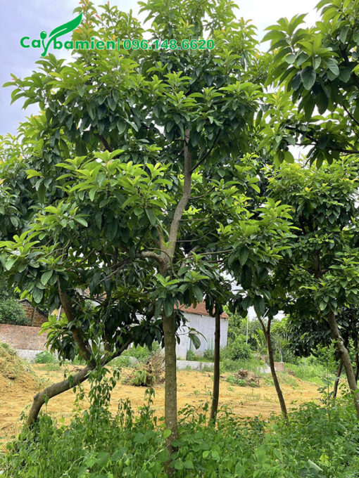 Bán cây Bơ trưởng thành cao 4m, đk gốc 10cm