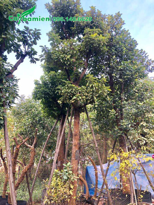Bơ dâm ủ cao 5m, đk gốc 15cm