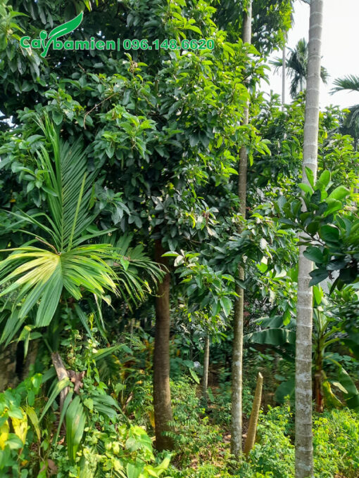 Trồng cây Bơ lâu năm, đk gốc 8 - 10cm