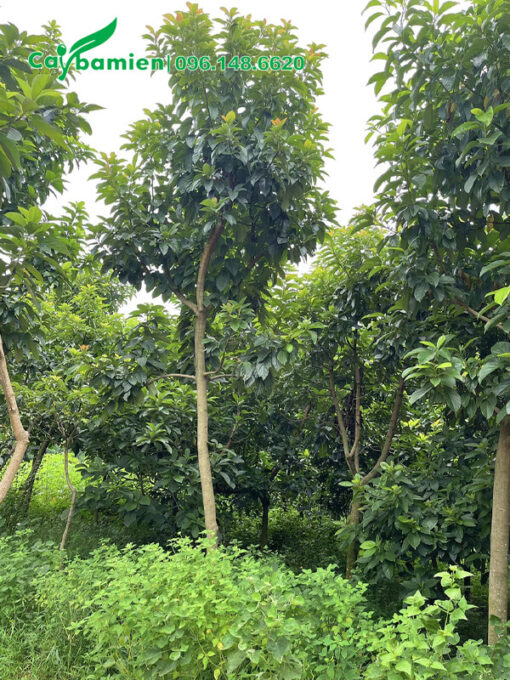 Mua tận vườn cây Bơ cao 5m