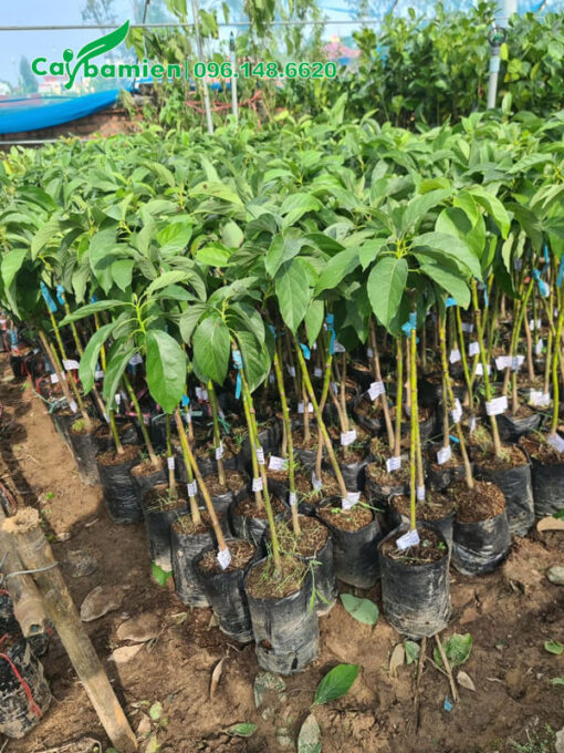 Cây Bơ giống cao 60cm