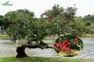 Cây osaka hoa đỏ cổ thụ có dáng siêu đẹp