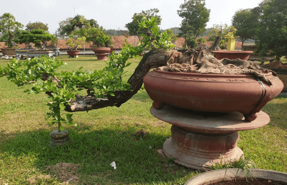 Cây bonsai dáng huyền từ gốc cây cổ thụ hàng chục năm tuổi