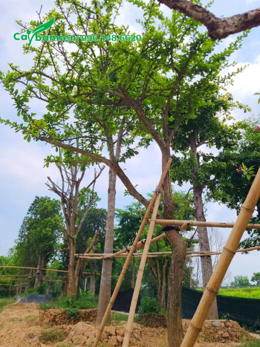 Cây mới trồng chống cọc chắc chắn