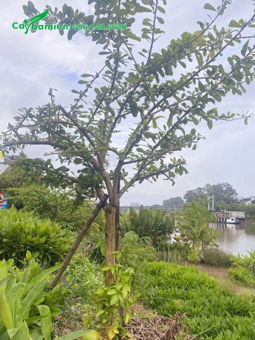 Đào Tiên cảnh cao 4m, tán lá nghiêng đẹp