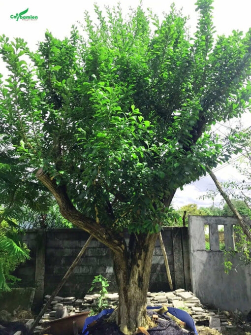 Cây thân gỗ vững chãi, vỏ thân dày và nứt dọc