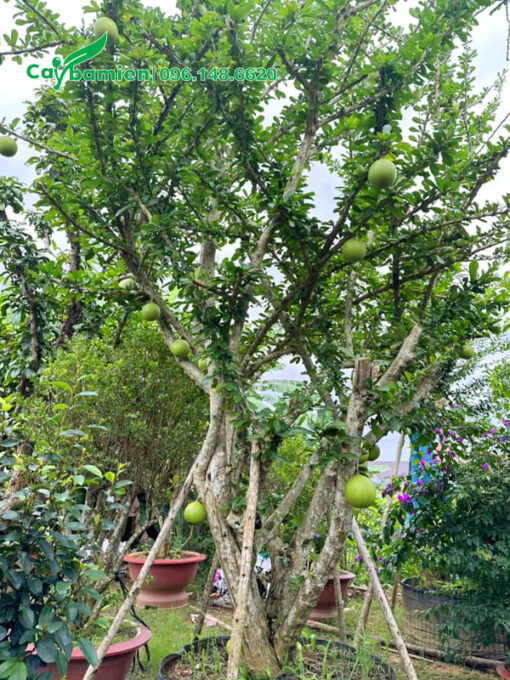Cây Đào Tiên cổ thụ tán cành nhiều và đẹp