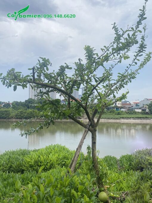Cây lâu năm, cao khoảng 3m, đường kính gốc 15