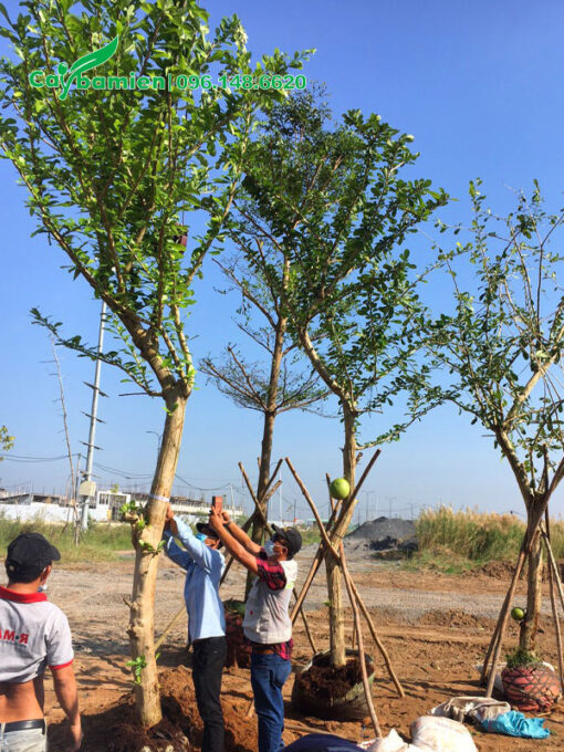 Vanh khoảng 50, cây đào tiên cao hơn 4m