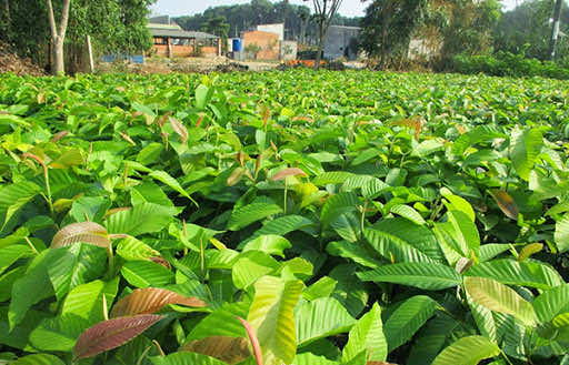 Lá cây dầu rái